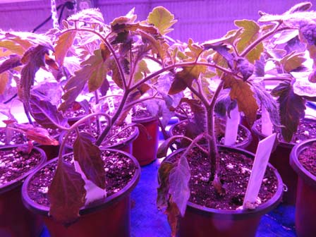 Tomato Seedlings 3