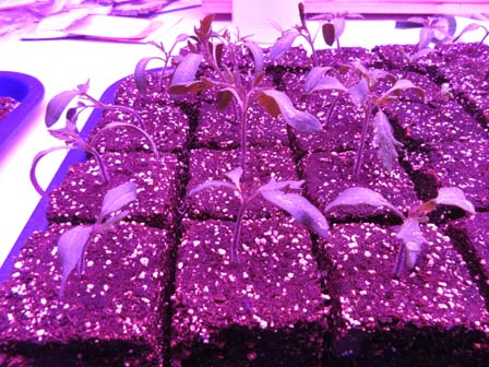 Tomato Seedlings
